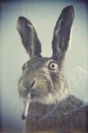 smoking-rabbit-e1374003381451.jpg