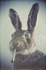 smoking-rabbit-e1374003381451.jpg