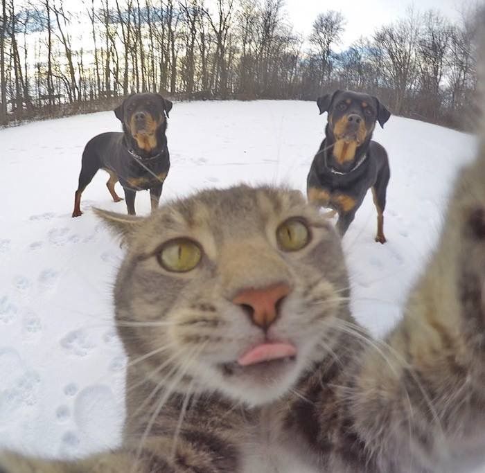 selfiecat.jpg