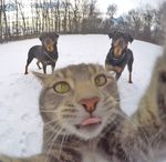 selfiecat.jpg