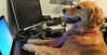 bailey-dog-meme-thumbnail.jpg
