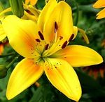 yellow lily.jpg