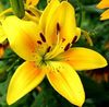 yellow lily.jpg