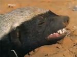 honeybadger_large.jpg