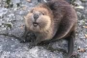 EagerBeaver