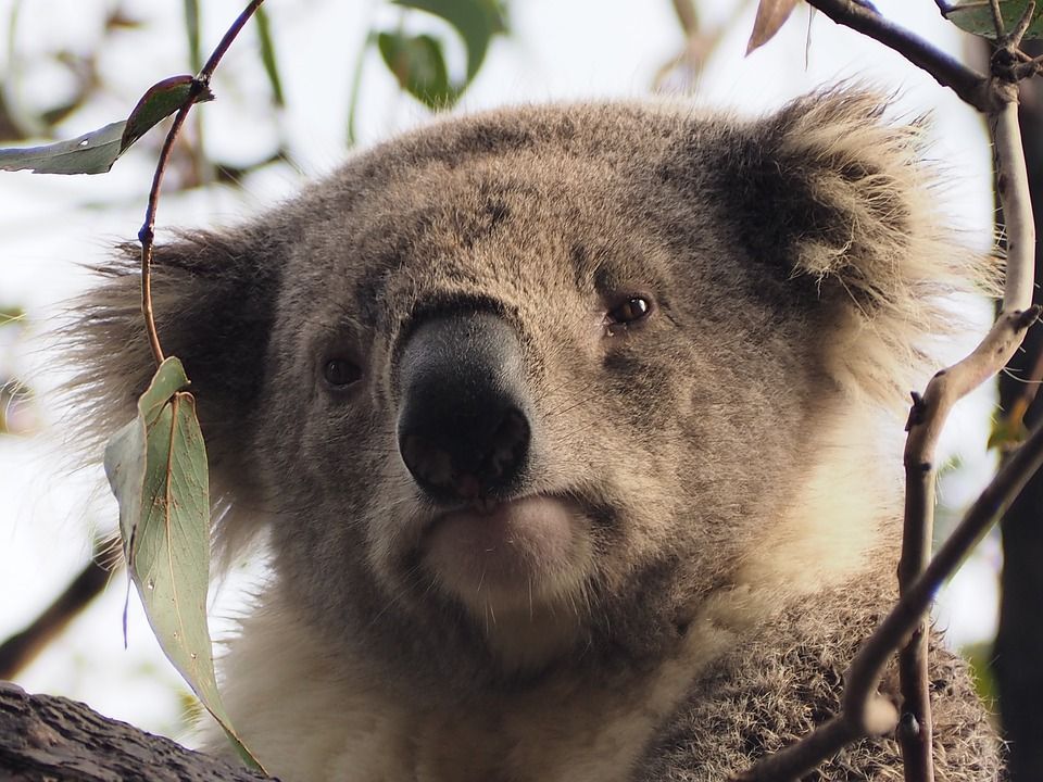 koala-1208916_960_720.jpg