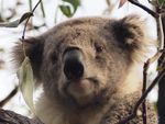 koala-1208916_960_720.jpg