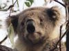 koala-1208916_960_720.jpg