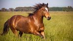 Profile (horse)