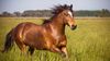 horse-galloping-in-grass-688899769-587673275f9b584db3a44cdf.jpg