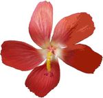 JPEG_example_flower.jpg