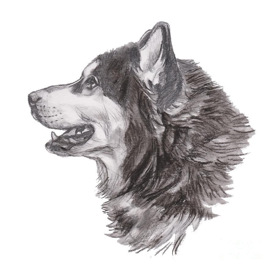 siberian-husky-charcoal-drawing-i-am-lalanny.jpg