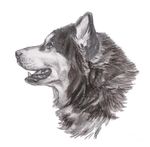 Profile (Nandinin)