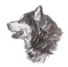 siberian-husky-charcoal-drawing-i-am-lalanny.jpg