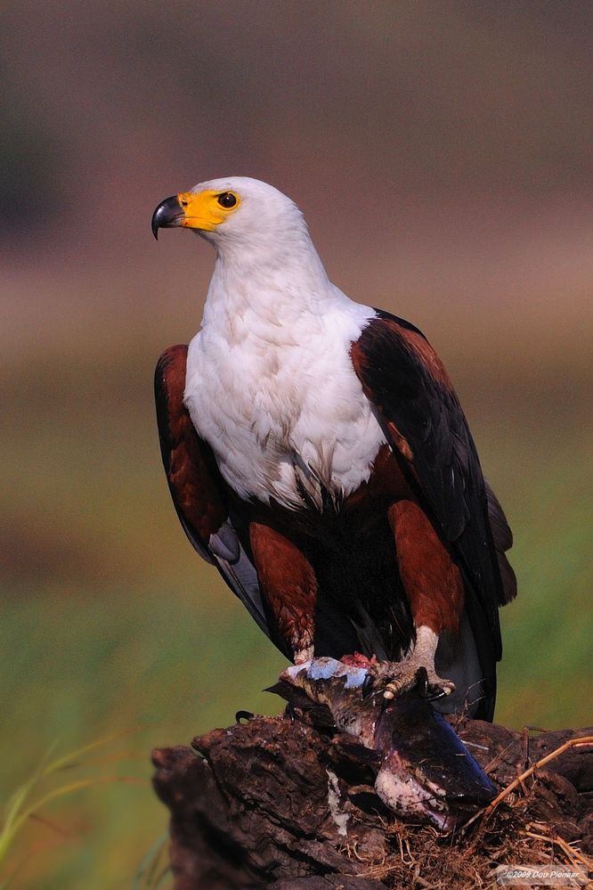wallpaper-african-fish-eagle-8-nice.jpg