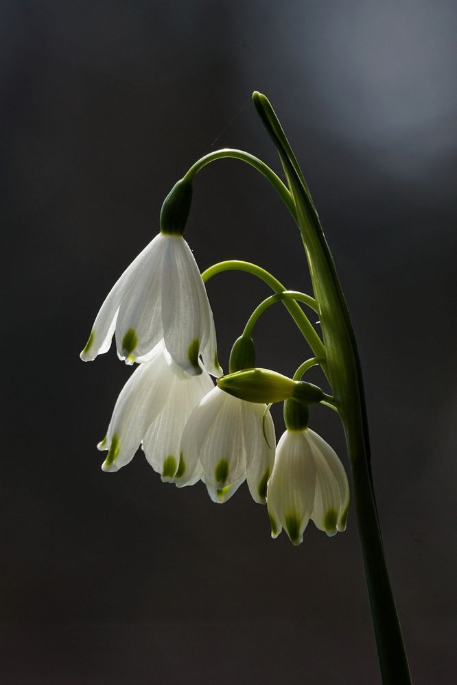 flower-g5c512caed_1920.jpg