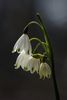 flower-g5c512caed_1920.jpg