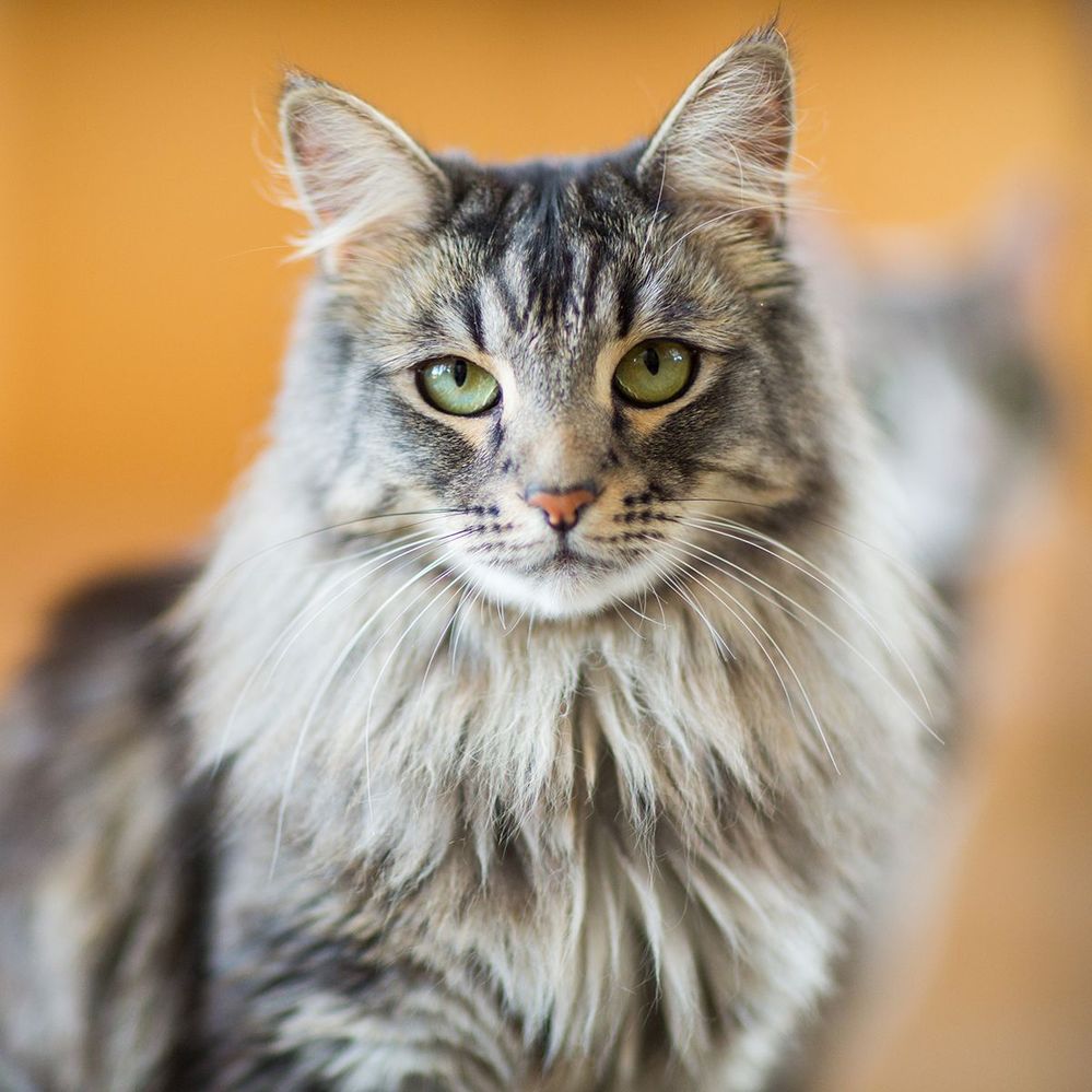 large-cat-breed-1553197454.jpg