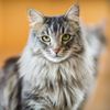 large-cat-breed-1553197454.jpg
