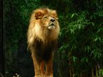 lion 5.jpg