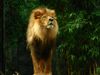 lion 5.jpg