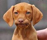 Frustrated-dog-meme-7.jpg