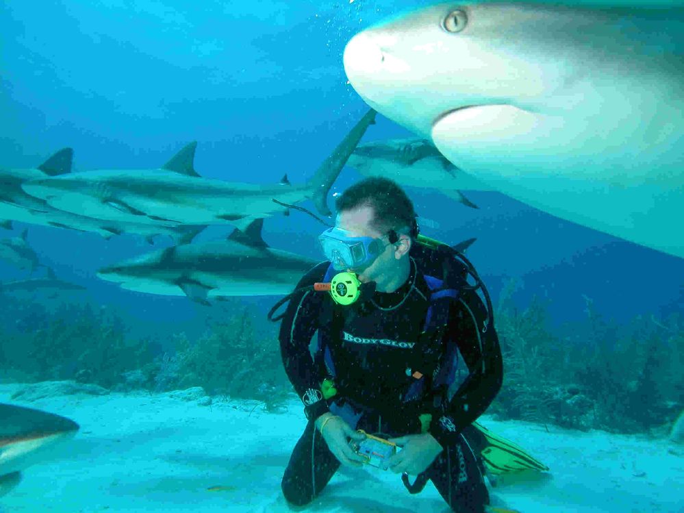 bahamas shark 083003 C Web.jpg