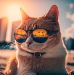 cool_cat.jpg