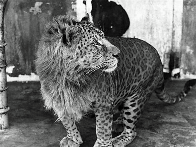 leopon.png
