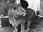 leopon.png