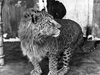 leopon.png