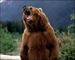 grizzly-bear-300x238.jpg